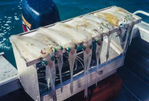 Where have all the Port Stephens squid gone