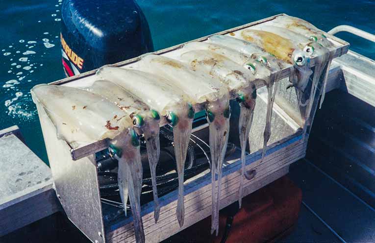 Where have all the Port Stephens squid gone