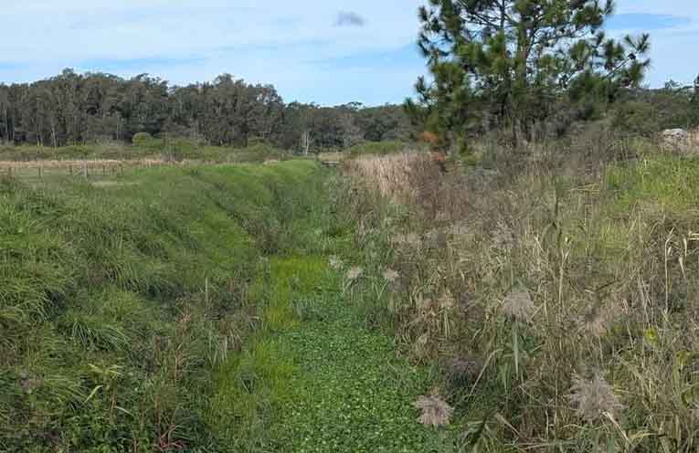 Infestation of invasive aquatic weed Frogbit found and removed in Port Stephens