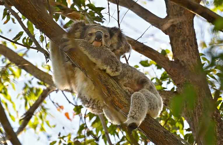 Slow down – koalas out and about looking for love
