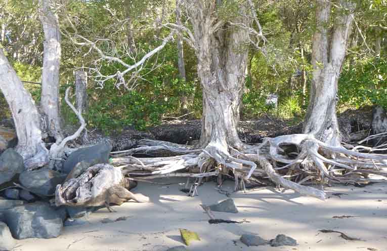Pindimar Walkabout saw roots exposed by the sea on 23 July (Photo: Judy)