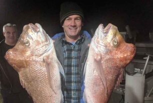 STINKER: Secret of snapper bumps on the head