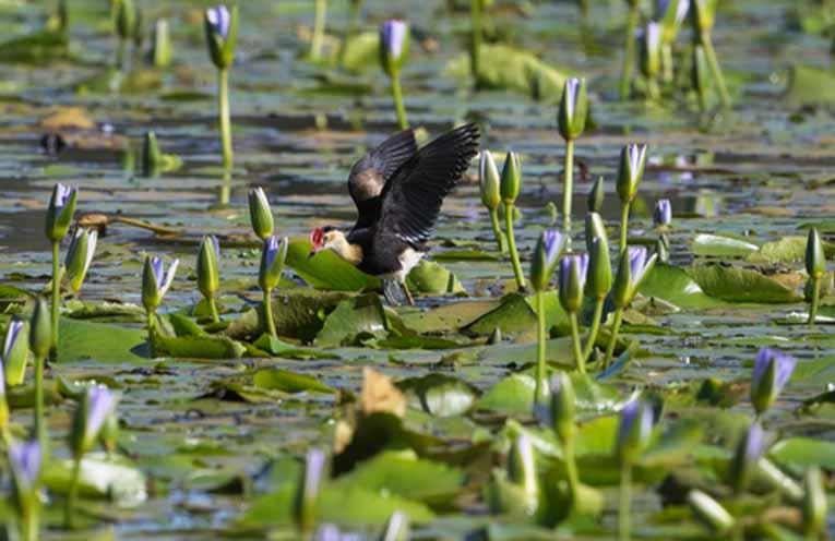 Cattai Wetlands open after extended closure