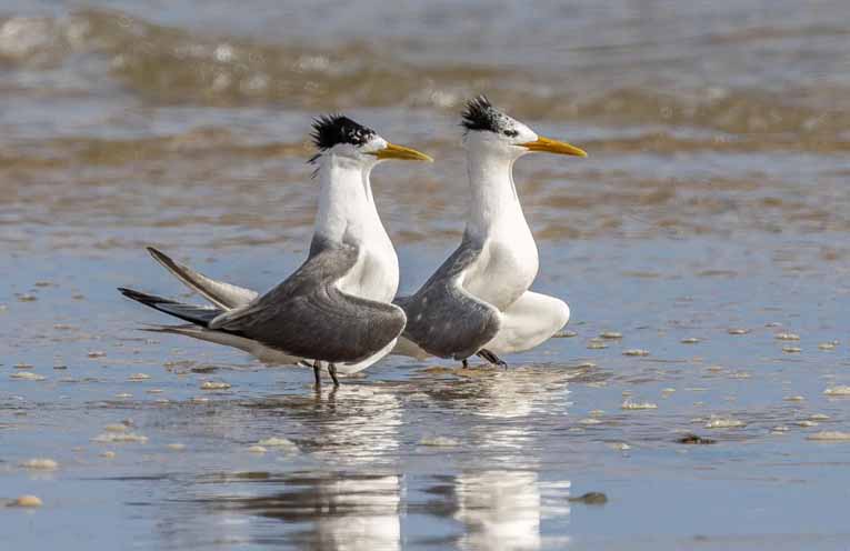 Lethal H5 bird flu detected on Myall Coast beach