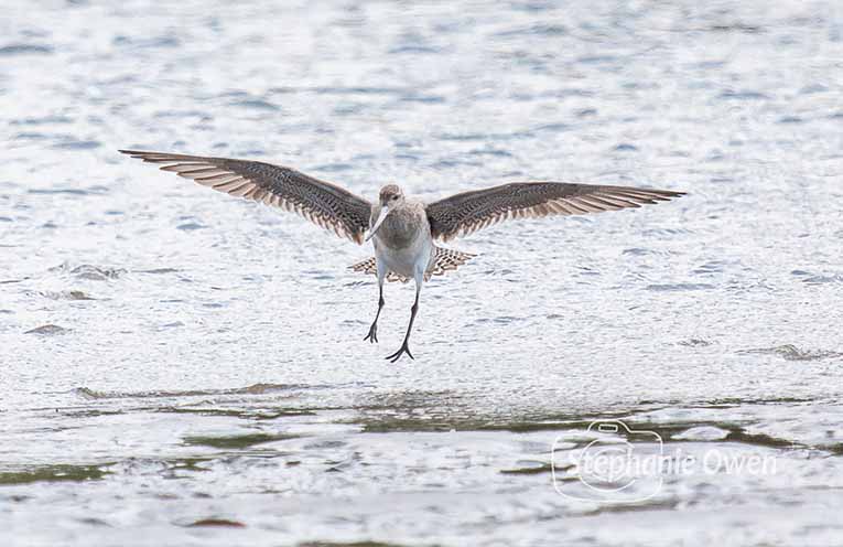 Hundreds of entries for art competition celebrating migratory shorebirds