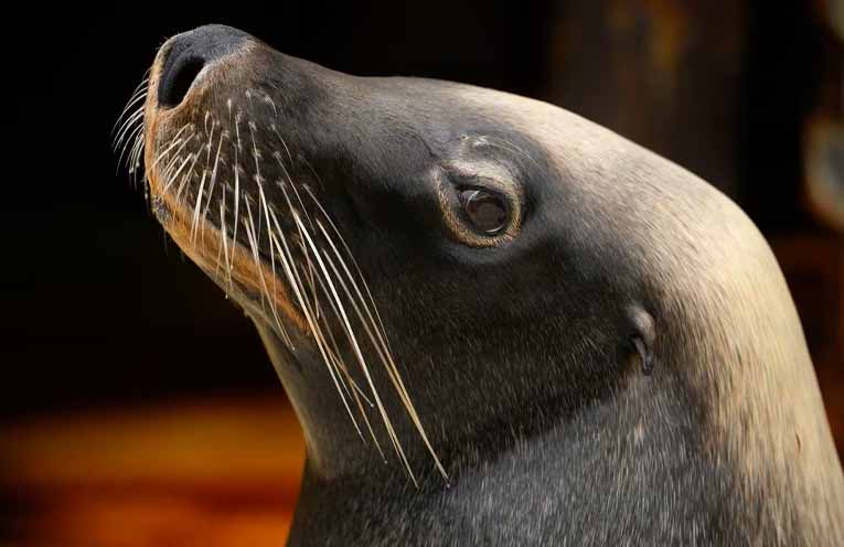 First case of bird flu in endangered sea lion