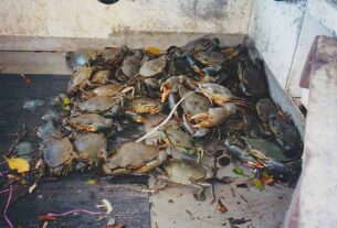 STINKER: Fisherman became known as The Crab Man of Port Stephens