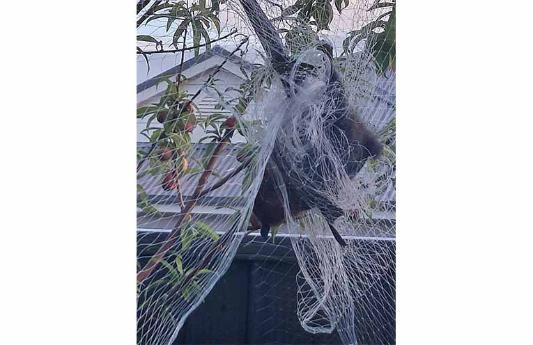 A flying fox caught in netting around a fruit tree. Photo: WINC.