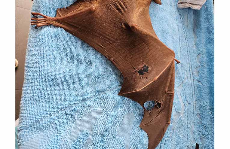 Tears and holes in a flying fox’s wing membrane, from netting or barbed wire around the fruit they are desperately trying to access. Photo: WINC.