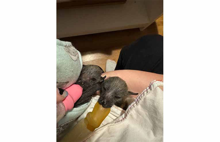 Two young flying foxes being hand-fed while in care. Photo: WINC.