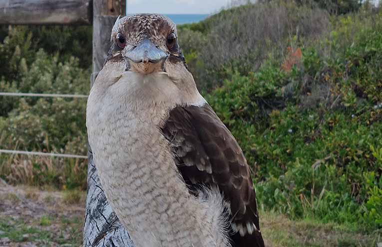 Pesticide misuse kills native birds