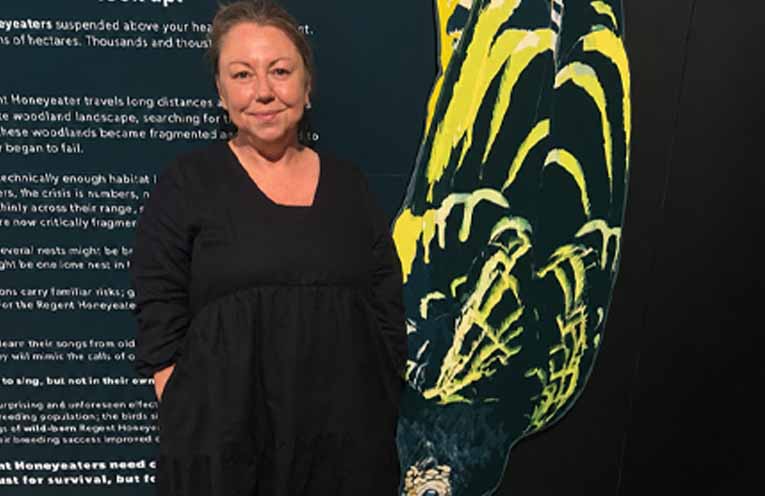 Murrook display brings Regent Honeyeaters’ survival struggle sharply into focus