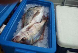 STINKER: How many snapper do you need